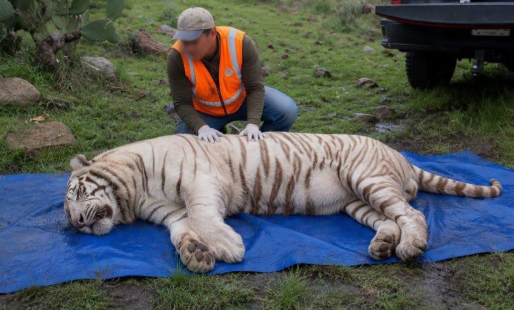 Disparo en la cabeza: así murió el tigre de Bengala Kenzo