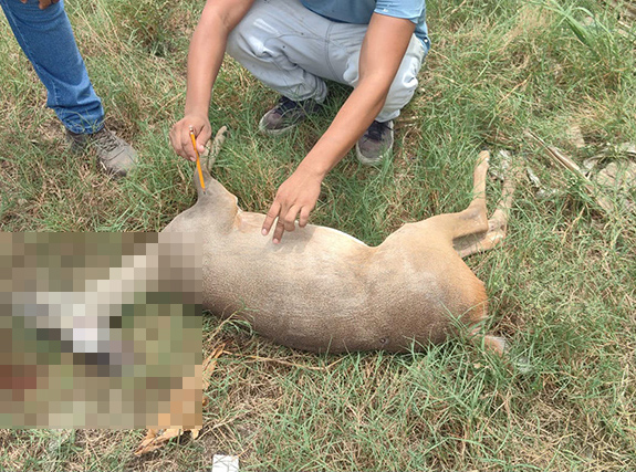 La 307 vuelve a cobrar una vida: muere venado atropellado