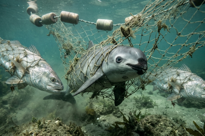 “La vaquita no puede esperar”: exigen acciones contra México