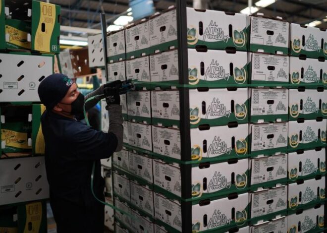 Amenaza en Michoacán pone freno al aguacate rumbo a EU
