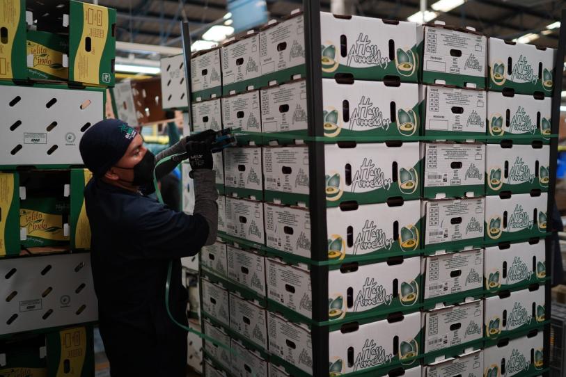 Amenaza en Michoacán pone freno al aguacate rumbo a EU