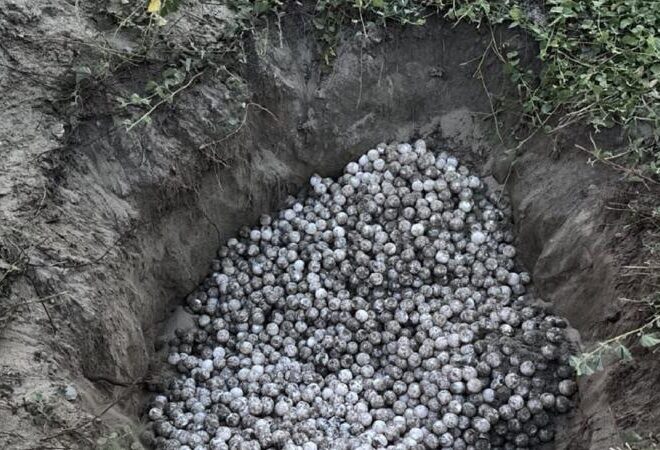 Rescatan 5,100 huevos de tortuga tras saqueo en playas de Oaxaca