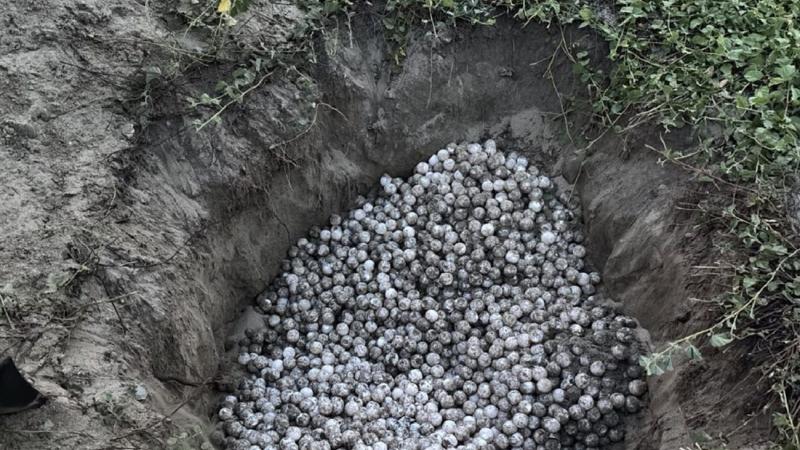 Rescatan 5,100 huevos de tortuga tras saqueo en playas de Oaxaca