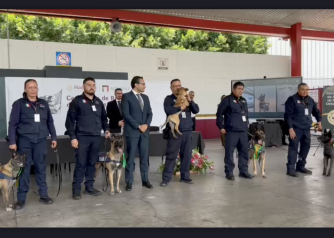 Adiós a cuatro héroes de cuatro patas en las aduanas de México