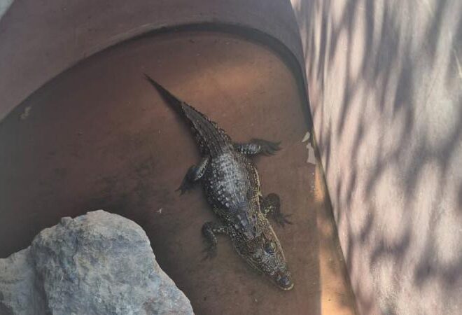 Tigre de bengala, lagarto y perros aparecen en autolavado bajo investigación