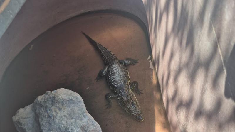 Tigre de bengala, lagarto y perros aparecen en autolavado bajo investigación