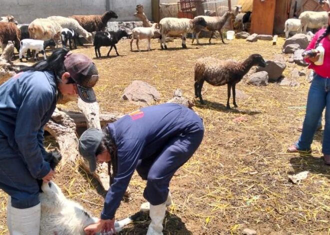 Gusano barrenador sigue bajo control en Hidalgo