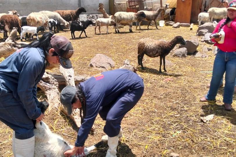 Gusano barrenador sigue bajo control en Hidalgo