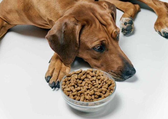¿Tu perro dejó de comer? Estas señales podrían indicar algo más serio