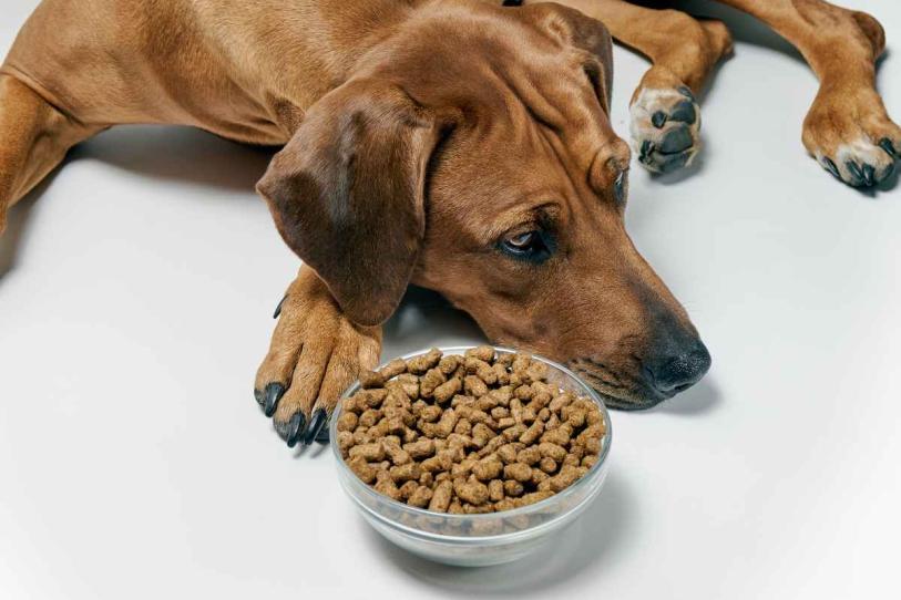 ¿Tu perro dejó de comer? Estas señales podrían indicar algo más serio