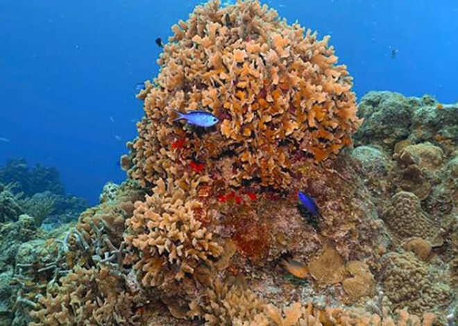 El último pulmón verde de Playa del Carmen pide auxilio; arrecifes se están perdiendo