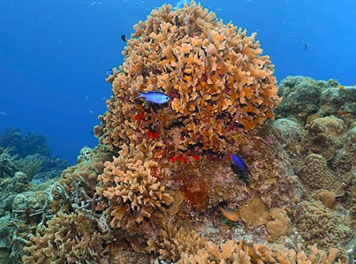 El último pulmón verde de Playa del Carmen pide auxilio; arrecifes se están perdiendo