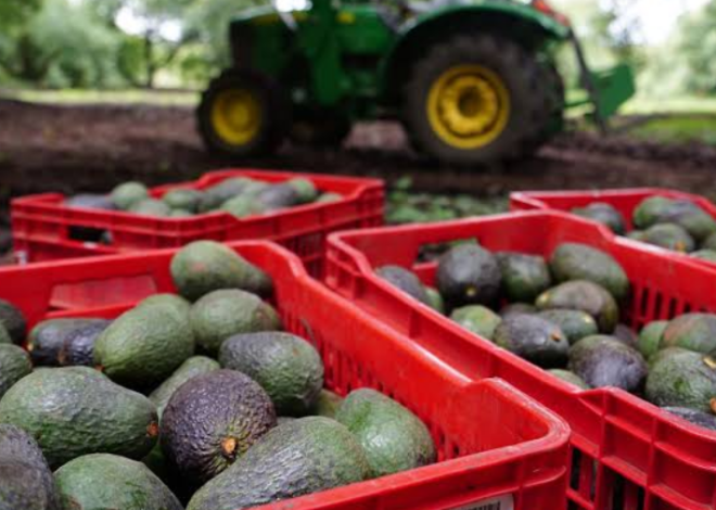 Aguacate michoacano se queda varado; temen pérdidas millonarias