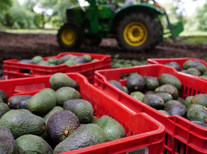 Aguacate michoacano se queda varado; temen pérdidas millonarias