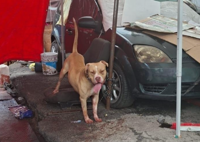 Ataque en Indios Verdes, pitbull muerde a hombre en el cuello