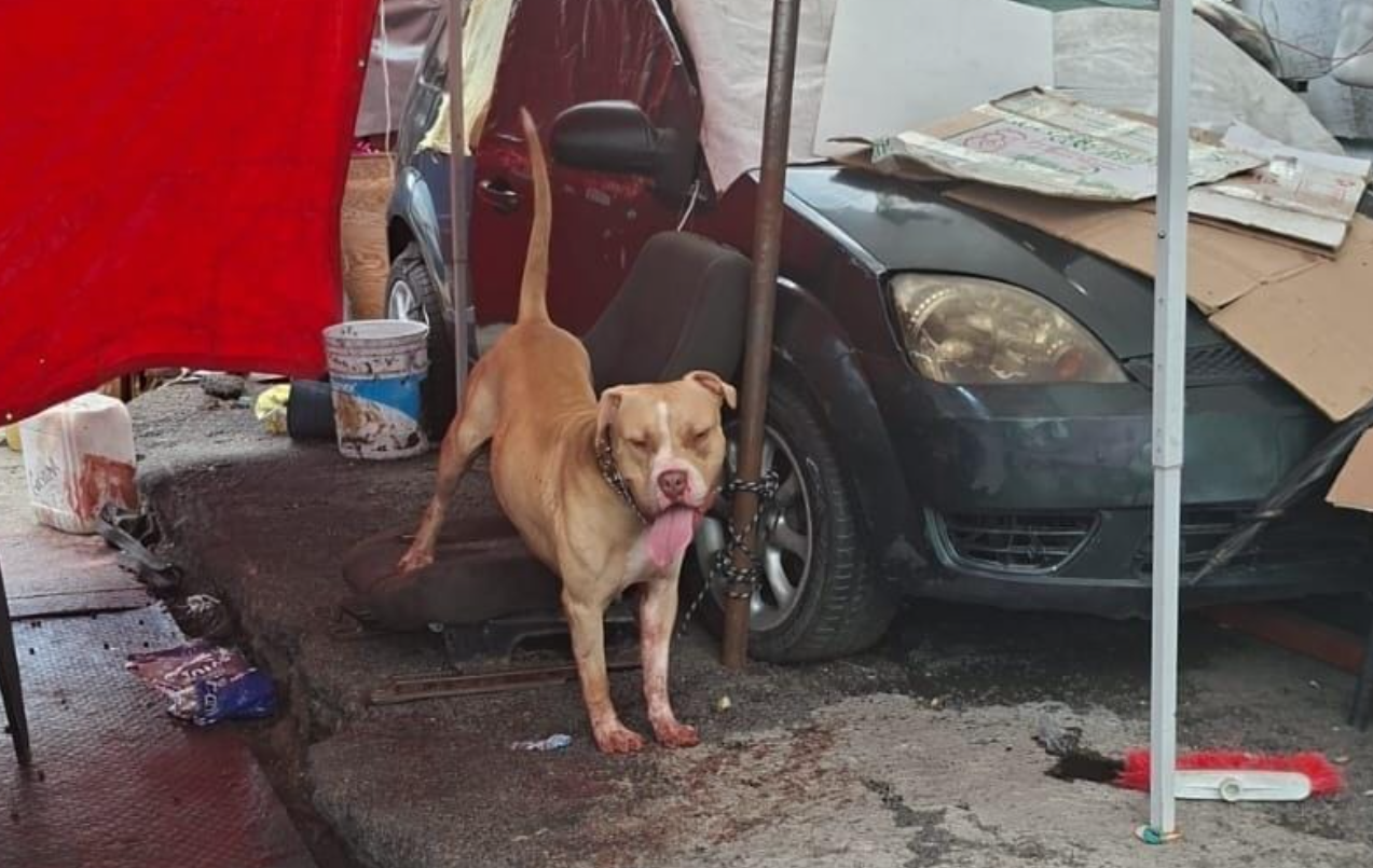 Ataque en Indios Verdes, pitbull muerde a hombre en el cuello