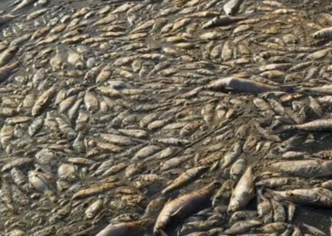 El calor mata miles de peces en Acapulco