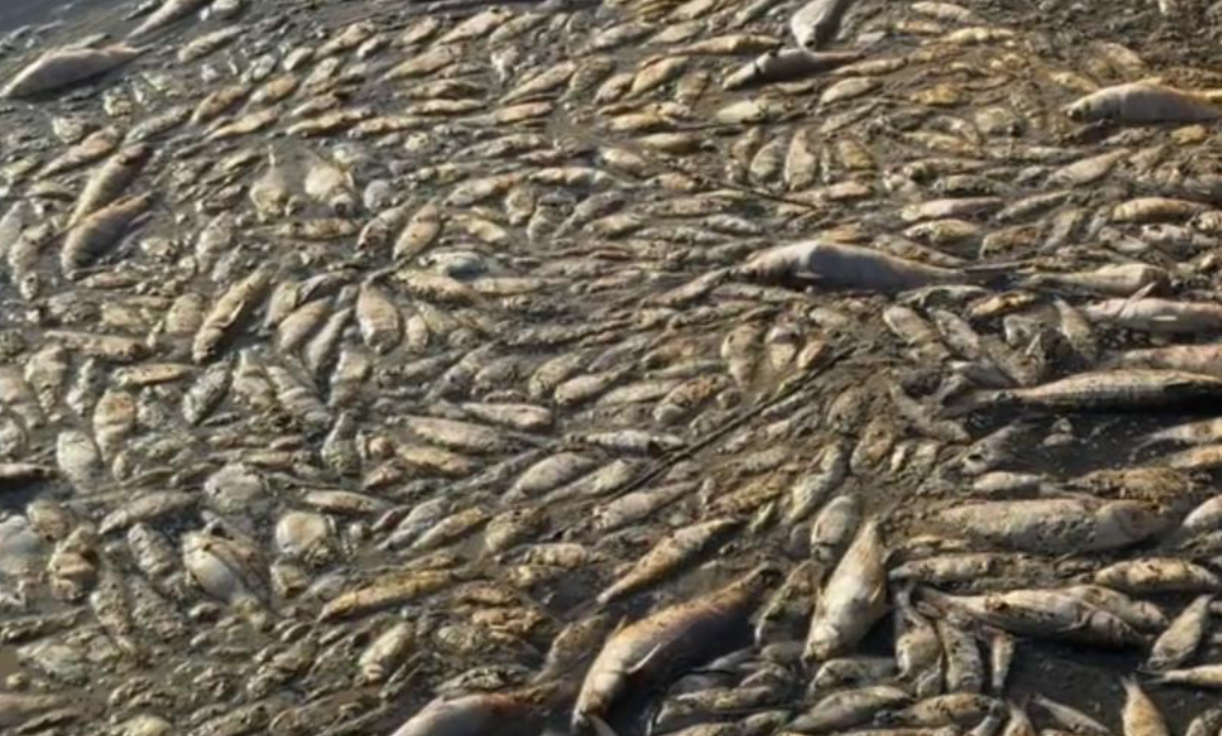 El calor mata miles de peces en Acapulco