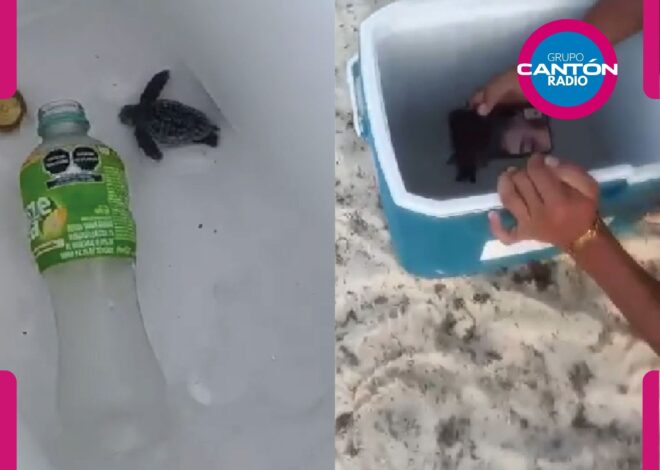Hielera de crueldad: jóvenes meten tortugas y terminan bajo investigación en Playa del Carmen