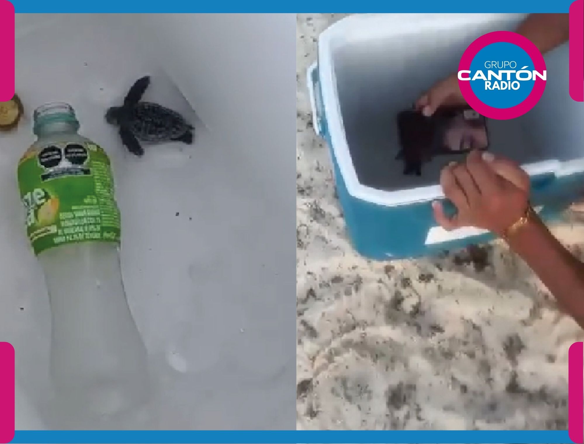 Hielera de crueldad: jóvenes meten tortugas y terminan bajo investigación en Playa del Carmen
