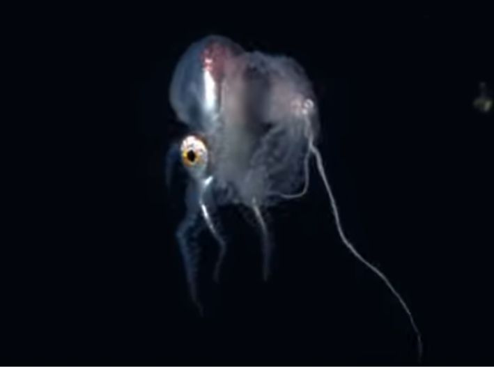 Cozumel se consolida como destino para la fotografía submarina nocturna