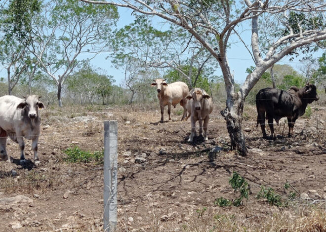 ¡Que llueva ya! Ganaderos de Chetumal esperan auxilio del cielo