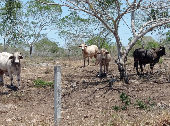 ¡Que llueva ya! Ganaderos de Chetumal esperan auxilio del cielo