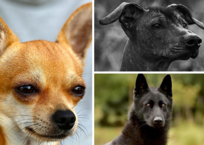 Mascotas: Solo tres razas de perros mexicanos tienen reconocimiento oficial; el “caramelo” no está entre ellas