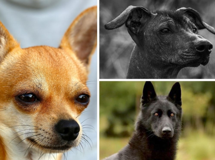 Mascotas: Solo tres razas de perros mexicanos tienen reconocimiento oficial; el “caramelo” no está entre ellas