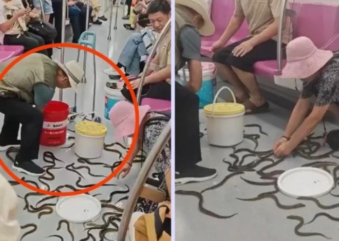 ¡Parecían serpientes! Decenas de anguilas escapan de cubetas en pleno Metro de China