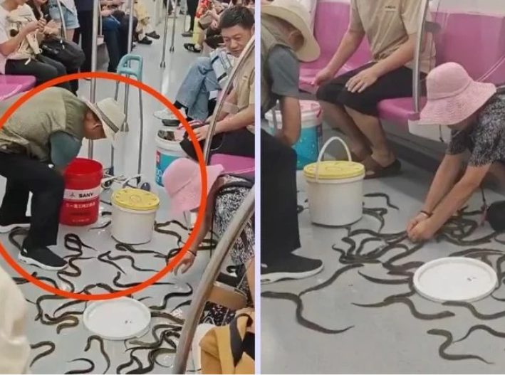 ¡Parecían serpientes! Decenas de anguilas escapan de cubetas en pleno Metro de China