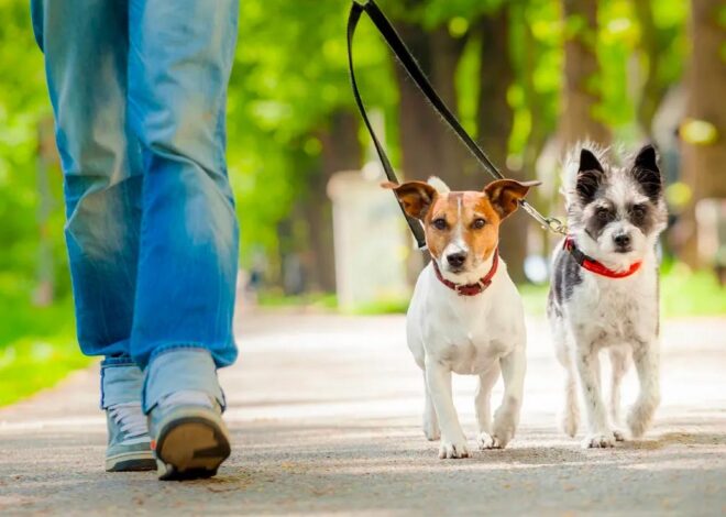 Tu mascota también protege la salud de toda tu familia
