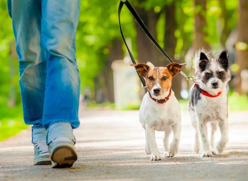 Tu mascota también protege la salud de toda tu familia