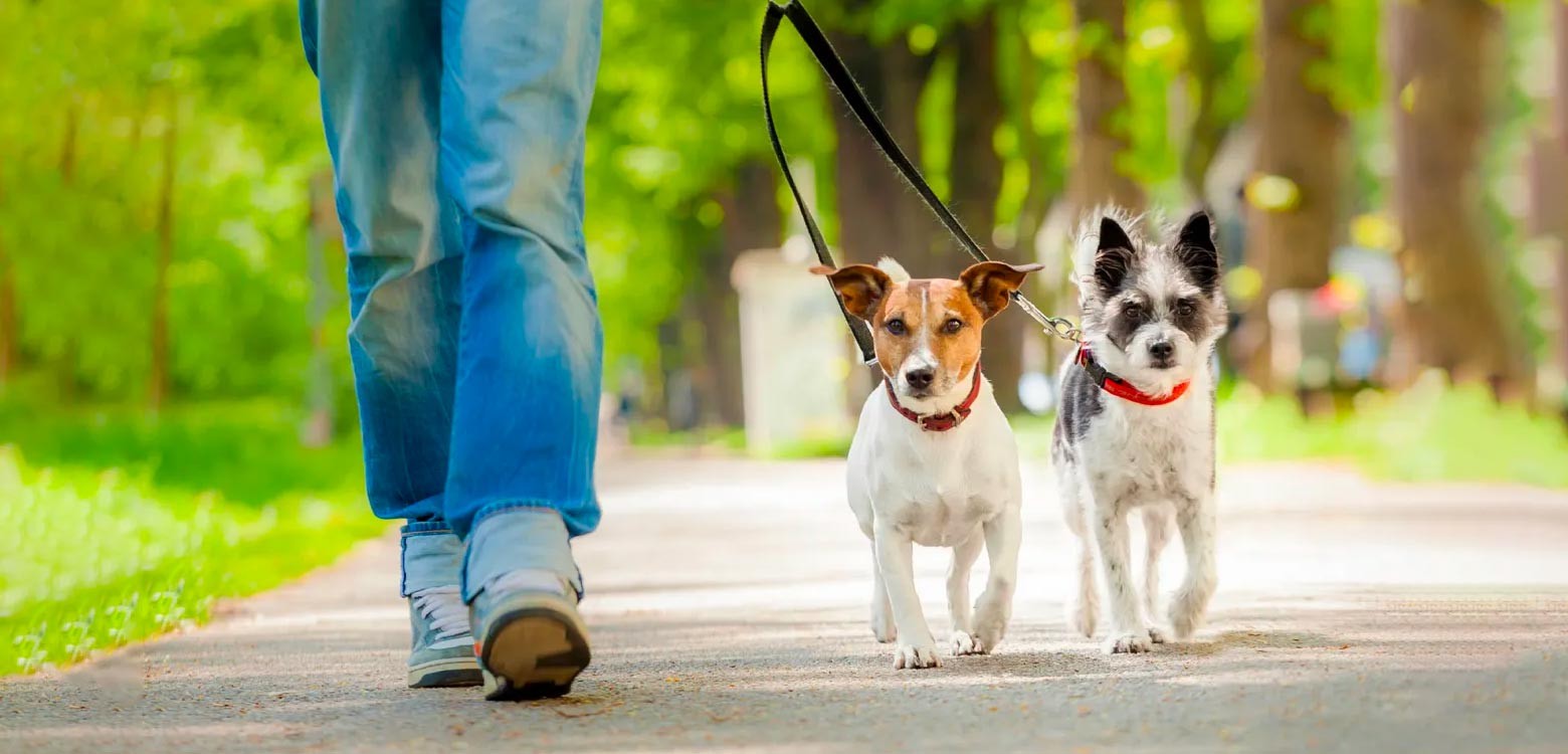 Tu mascota también protege la salud de toda tu familia
