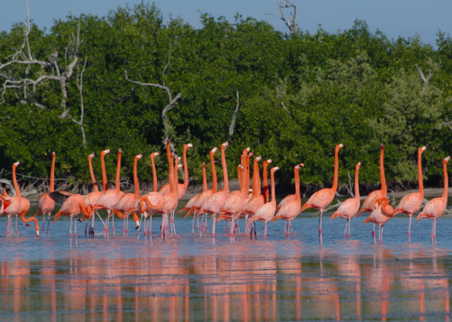 Escapada: Río Lagartos, un paraíso natural cerca de Cancún