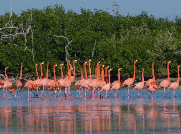 Escapada: Río Lagartos, un paraíso natural cerca de Cancún