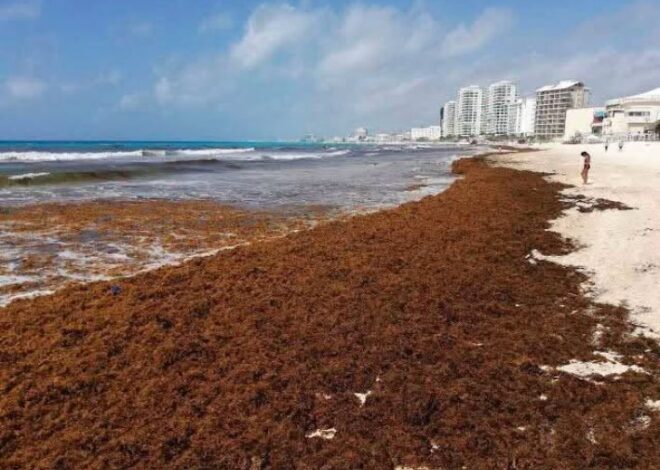 UNAM advierte arribo récord de sargazo en Quintana Roo; destinan $2 mil MDP