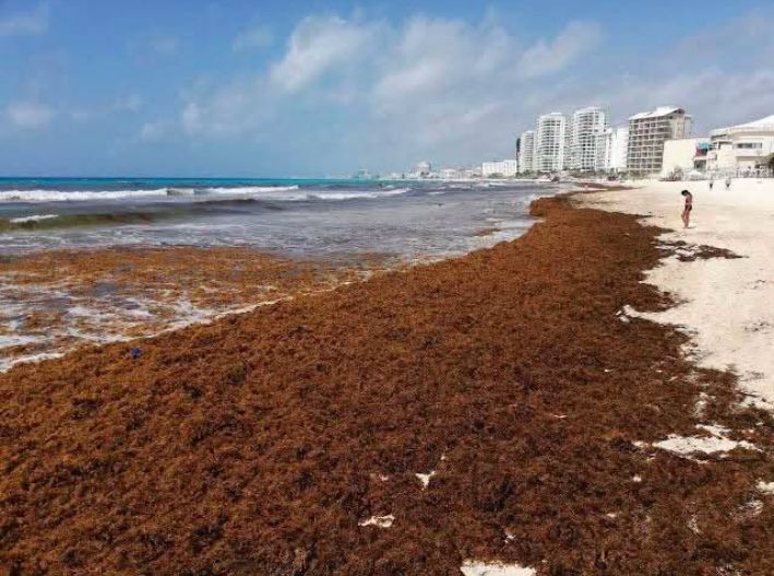 UNAM advierte arribo récord de sargazo en Quintana Roo; destinan $2 mil MDP