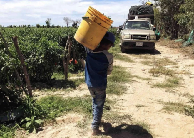 Cadenas de suministro mexicanas enfrentan mayor escrutinio por trabajo infantil bajo el T-MEC