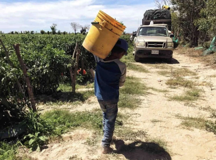 Cadenas de suministro mexicanas enfrentan mayor escrutinio por trabajo infantil bajo el T-MEC