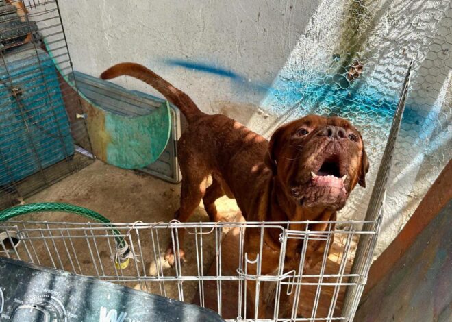 Ciudadano francés abandona a can en Tulum; buscan hogar