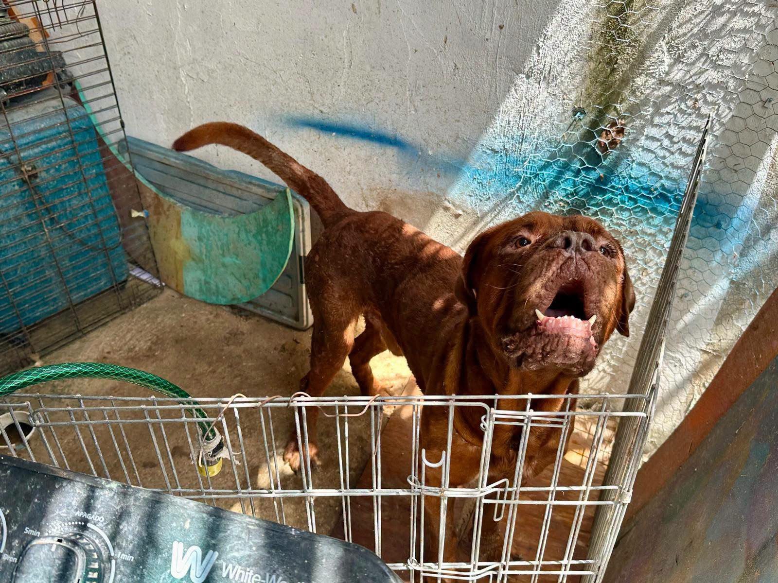 Ciudadano francés abandona a can en Tulum; buscan hogar