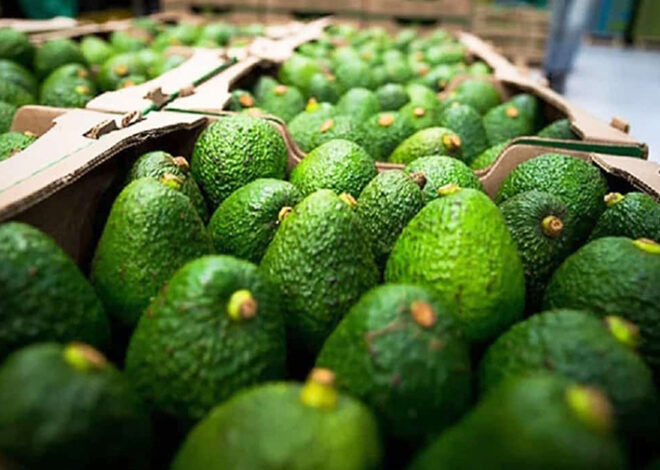 ¡Frenan el oro verde! EU suspende otra vez importación de aguacate mexicano