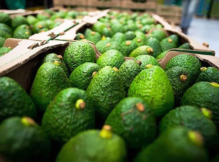 ¡Frenan el oro verde! EU suspende otra vez importación de aguacate mexicano