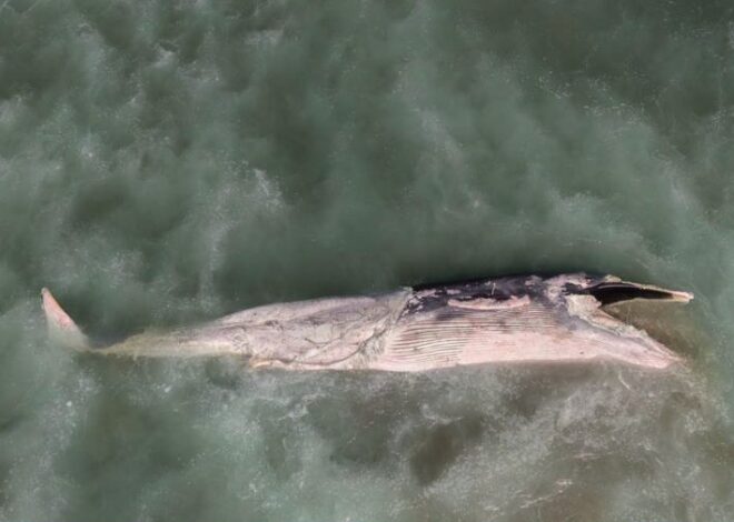 Hallan ballena muerta de 12 metros en Playas de Tijuana; Profepa investiga causa
