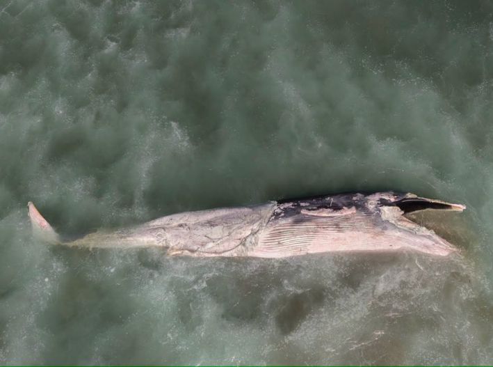 Hallan ballena muerta de 12 metros en Playas de Tijuana; Profepa investiga causa