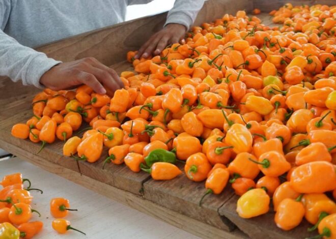 El chile habanero podría esconder una nueva arma contra infecciones