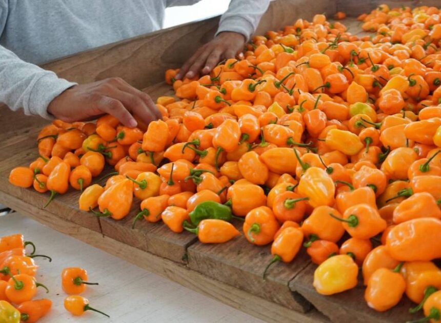 El chile habanero podría esconder una nueva arma contra infecciones