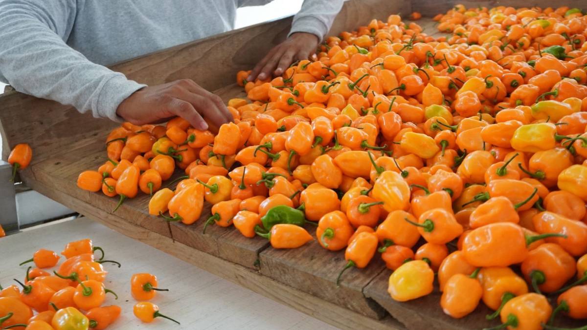 El chile habanero podría esconder una nueva arma contra infecciones