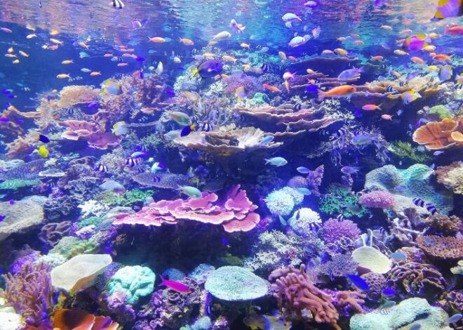 Corales revelan que El Niño se intensifica por el cambio climático